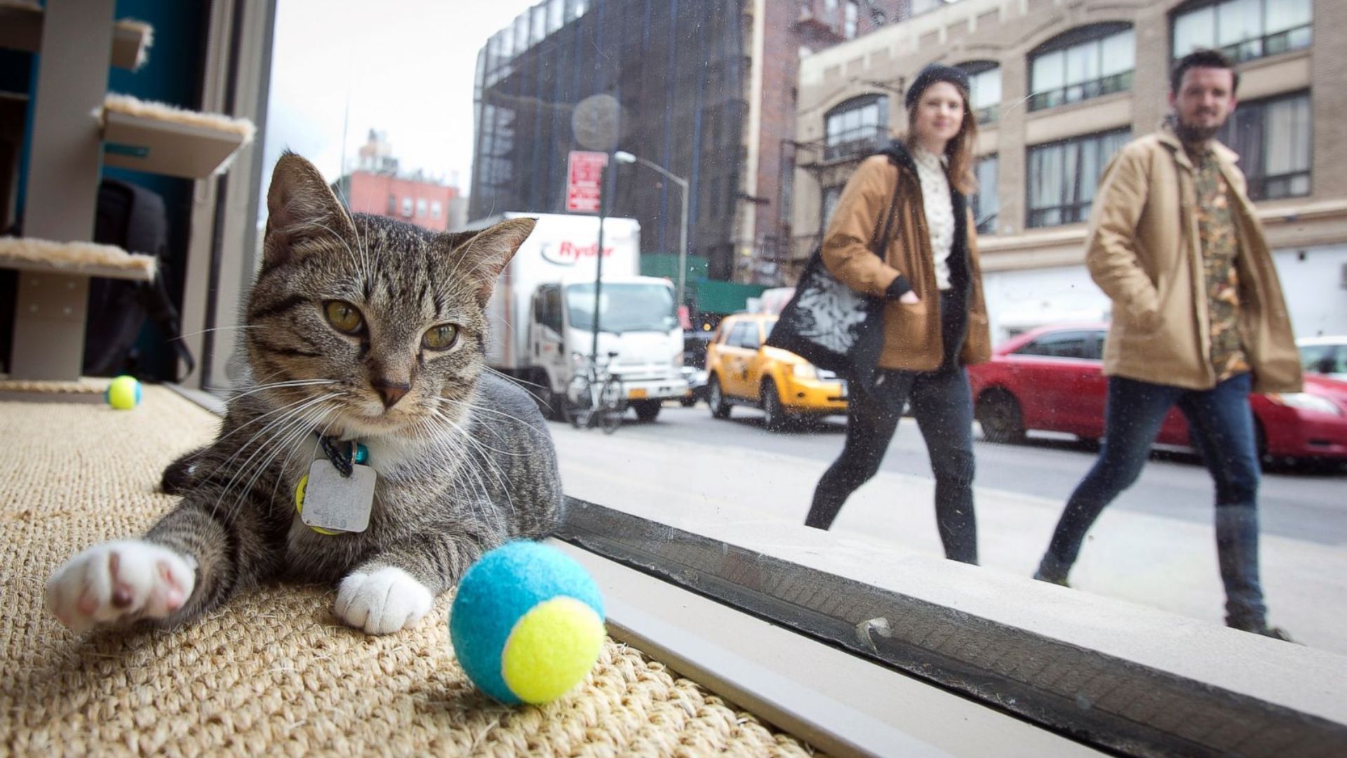 NY Cat Sitting Experts at Gotham City Cat Care