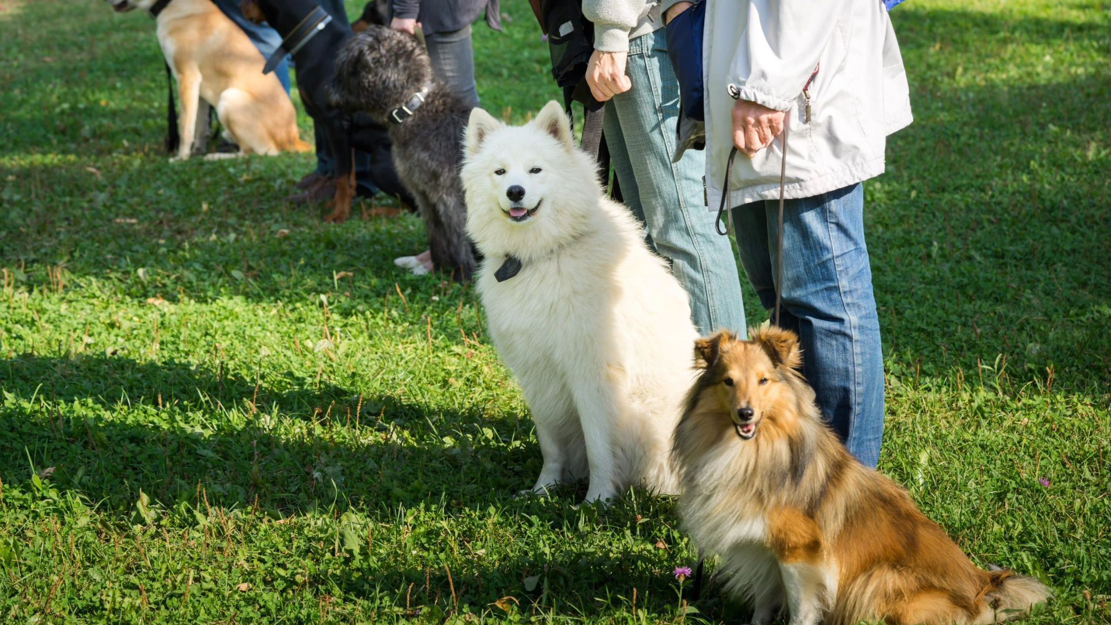 How Do Group Training Classes for Dogs Help With Socialization?