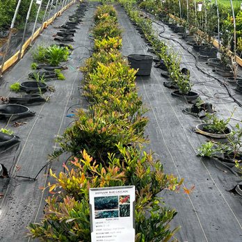 Caney creek nursery
