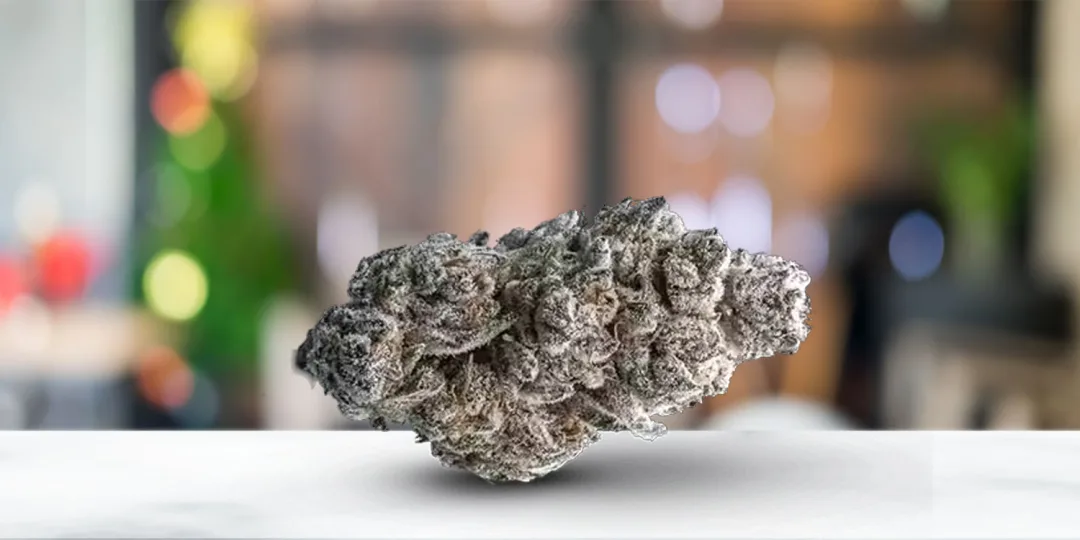 THCa Flower Deep Dive: Bomb Pop Strain, Snow Skunk Strain, and Beyond