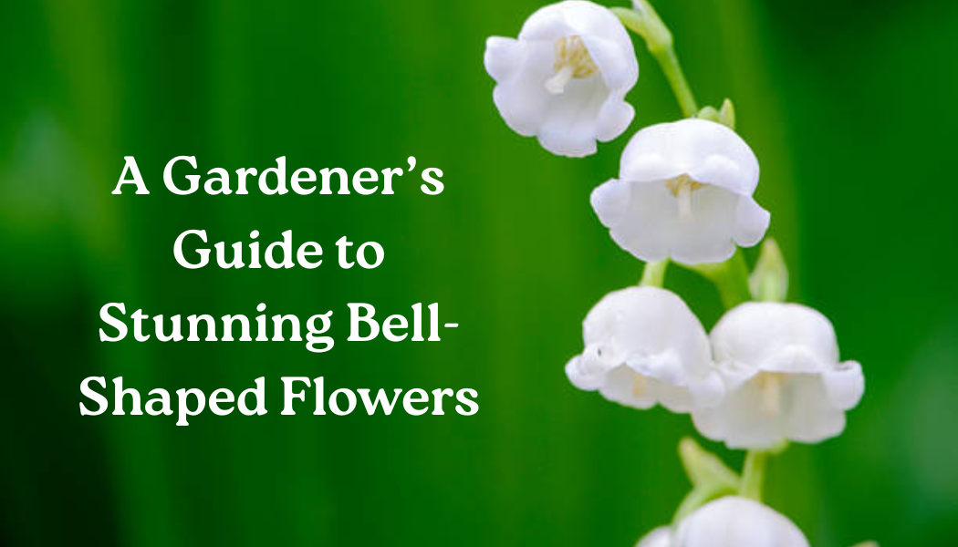 Bell-Shaped Flowers