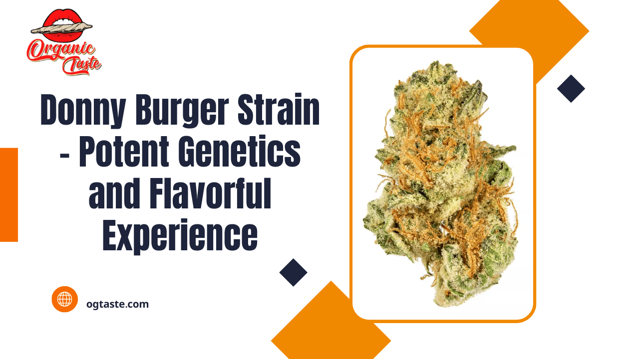 Donny Burger Strain