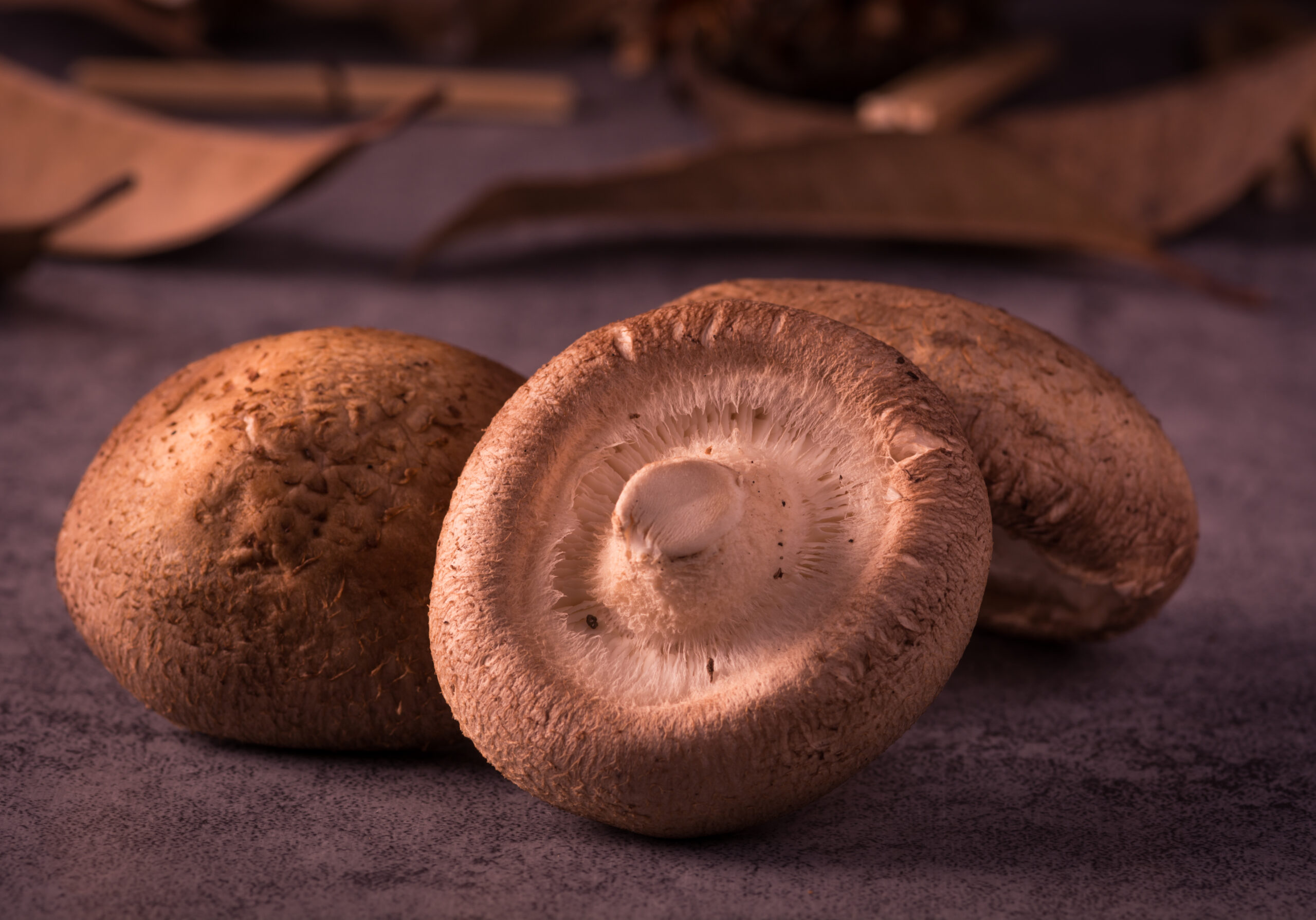 Reishi Mushroom