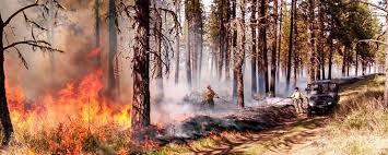 wildfire mitigation