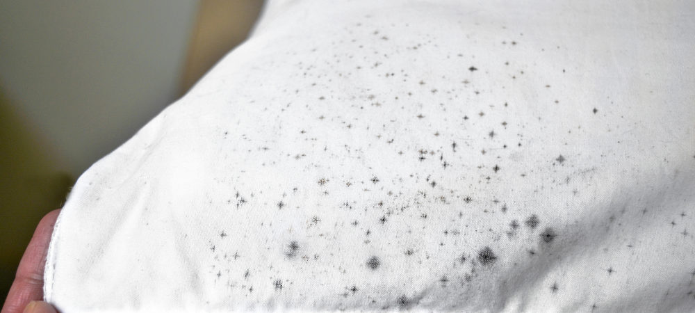 mold on clothes