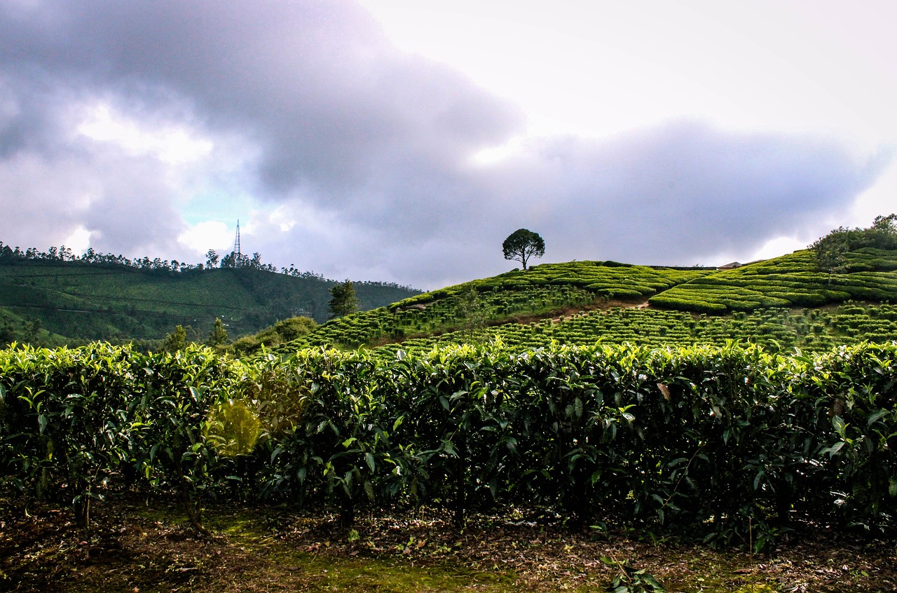 9 days kerala luxury honeymoon tour