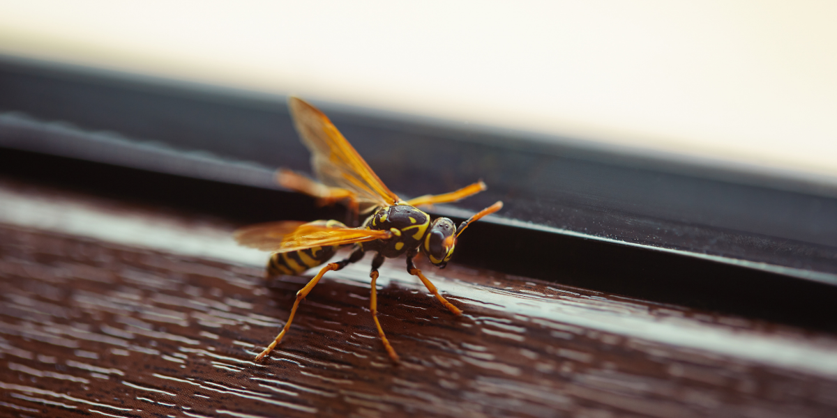 The Importance of Pest Control in Museums and Historical Sites