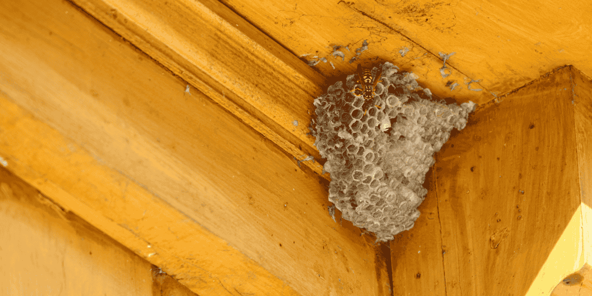How Weatherproofing Your Home Also Reduces Pest Problems