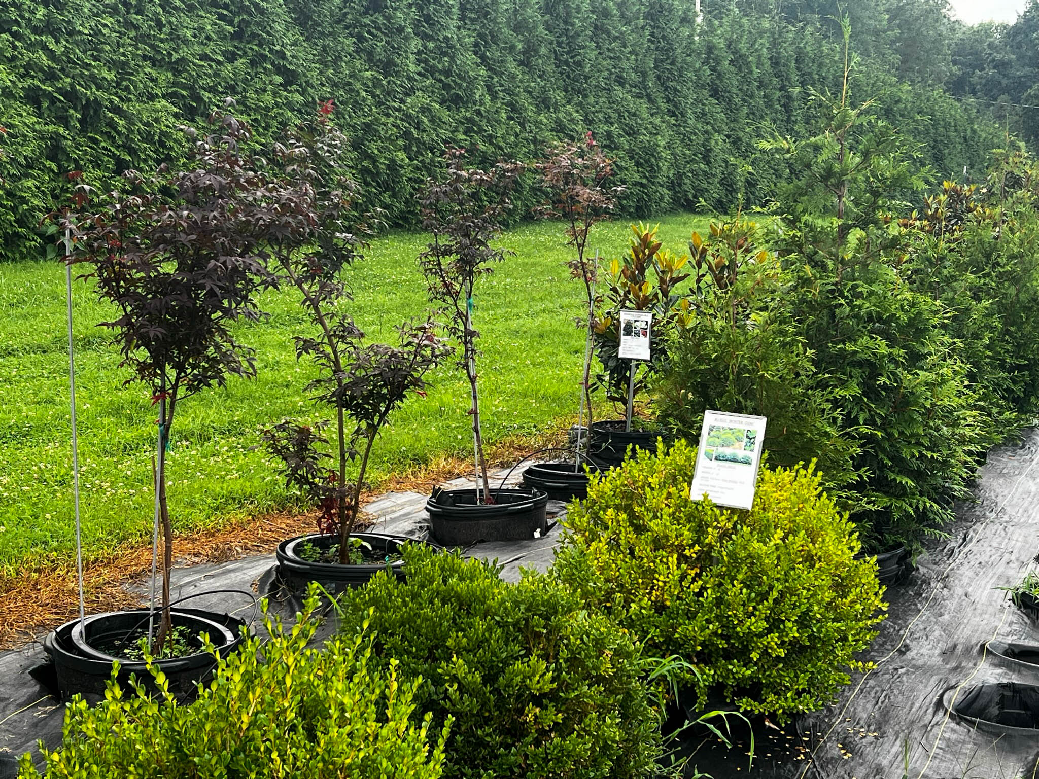 caney creek nursery