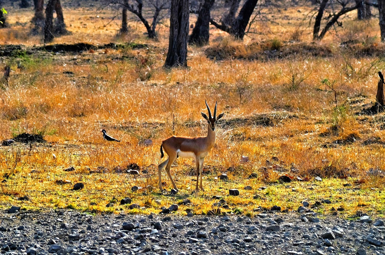 Ranthambore tour packages